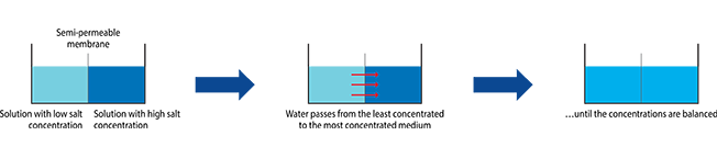Schema Membrane EN