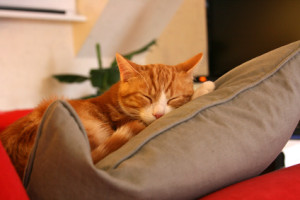 Chat roux dormant sur un coussin