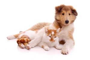 Hund und Katze liegend
